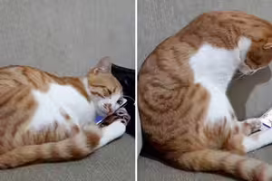 橘貓抱手機「緬懷過世主人」　上萬網友感動落淚…放大螢幕愣了