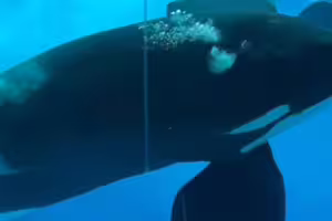 水族館虎鯨狂撞玻璃　網憂抑鬱傾向