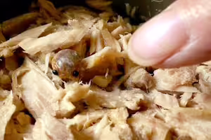 開鮪魚罐頭「和牠四目相交」嚇壞尖叫 真實身分意想不到 開鮪魚罐頭「和牠四目相交」嚇壞尖叫 真實身分意想不到