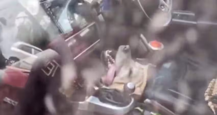 愛犬遭關在車內！痛苦喘氣活活熱死　飼主見遺體哭崩