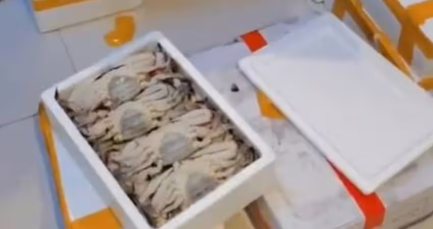 螃蟹一箱才300元「人夫嗨買30箱」　回家煮熟欲哭無淚