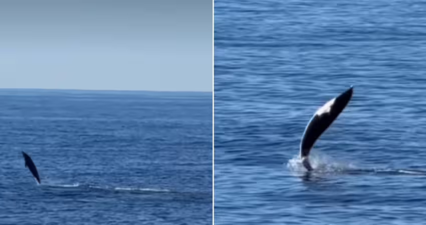 野生海豚超罕見絕技「尾巴水上飄」全被拍下！科學家曝原因