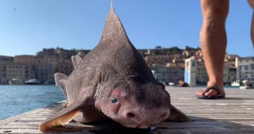 抓到「超像豬的鯊魚」外型超奇怪　專家一看驚：快放回去
