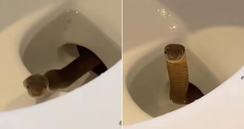 以為馬桶不乾淨　一按沖水竄出劇毒
