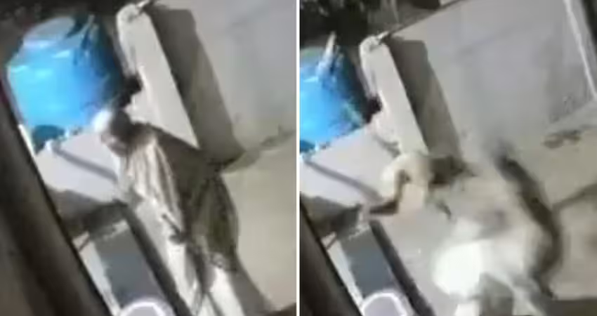 被猴子飛踢一腳　9旬老婦倒地身亡