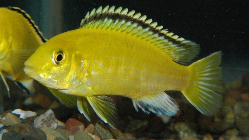 Labidochromis_Electric-Yellow_wallpaper-Hd-915x515.jpg