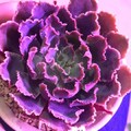 紫外光LED植物燈對植物是有用?還是有害？（by VITALUX & VITAgri &光研院）