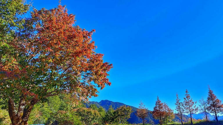 陸續轉紅的紅榨槭，小雪山區域。   圖：林業署台中分署／提供（林正智攝）