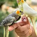 新手養鸚鵡需要注意什麼？鸚鵡鳥糧怎麼選？新手養鸚鵡最全攻略！