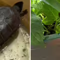 烏龜養3年斷氣！主人悲痛埋了　2個月後花盆發怪聲…她挖開嚇傻