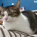愛貓人千萬別踩雷…飼主都會犯！喵皇理想床伴「這4種人」資格不符