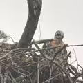 猛禽抓小鳥準備開吃！見牠1舉動心軟了　母愛爆發「將獵物當養子疼」