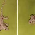 影／壁虎「長出2顆頭」！甩尾狂爬她嚇傻　內行揭殘酷真相
