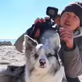 百萬網紅邊牧犬遭偷　被轉賣到狗肉館宰殺！飼主崩潰氣炸