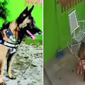 女童在家撫摸愛犬　反被撕咬頭部慘了