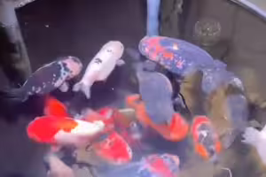 延長線掉進金魚缸！主人伸手一摸　腦袋瞬間空白