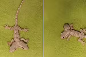 影／壁虎「長出2顆頭」！甩尾狂爬她嚇傻　內行揭殘酷真相