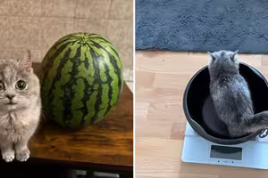 領養瘦弱貓「餵半年沒長大」　看獸醫才知中大獎