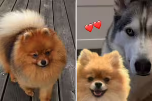 影／哈士奇媽和博美爸「生下最萌狗寶」　百萬網友見照驚：有一個問題…