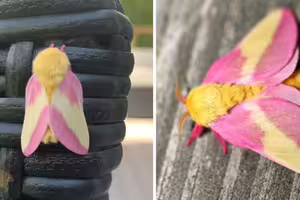 會飛的棉花糖！「蛾界小精靈」超夢幻　連身體都是少女配色