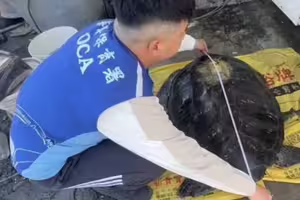 海龜擱淺彰化「背上竟有中國追蹤器」　真正原因曝光