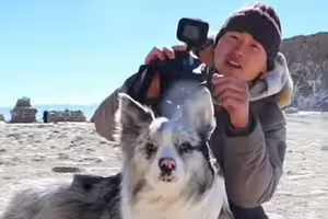 百萬網紅邊牧犬遭偷 被轉賣到狗肉館宰殺!飼主崩潰氣炸 百萬網紅邊牧犬遭偷 被轉賣到狗肉館宰殺!飼主崩潰氣炸