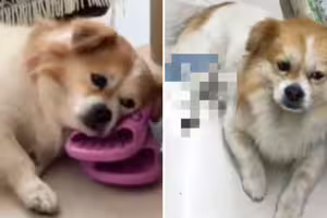 去藥局遇上失蹤多年愛犬 見狗狗1舉動她哭崩 去藥局遇上失蹤多年愛犬 見狗狗1舉動她哭崩