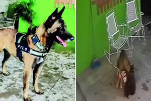 女童在家撫摸愛犬 反被撕咬頭部慘了 女童在家撫摸愛犬 反被撕咬頭部慘了