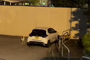 4野狗深夜圍攻轎車　狂咬車頭保險桿陣亡了