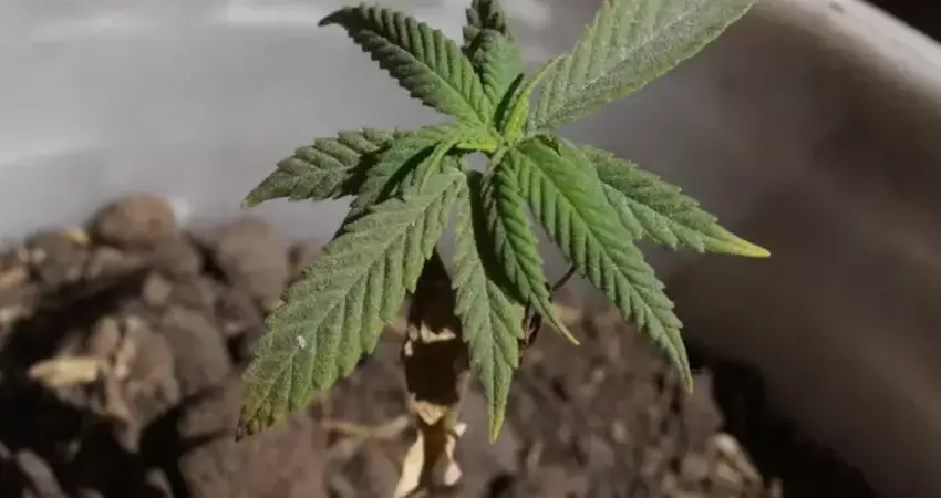 竹北望族富少網售大麻甜點 鎖定竹科人