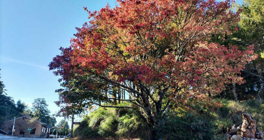 賞楓去！大雪山楓紅季開跑 「這處」楓葉6成已轉紅
