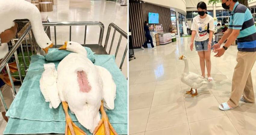 女鵝動手術「鵝爸病床邊待命」　醫揭超有愛原因