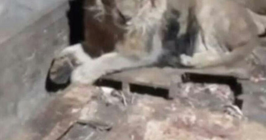 想讓女友看看自己多威猛！男飼養員進獅籠自拍 遭3獅吞肚驚悚影像曝