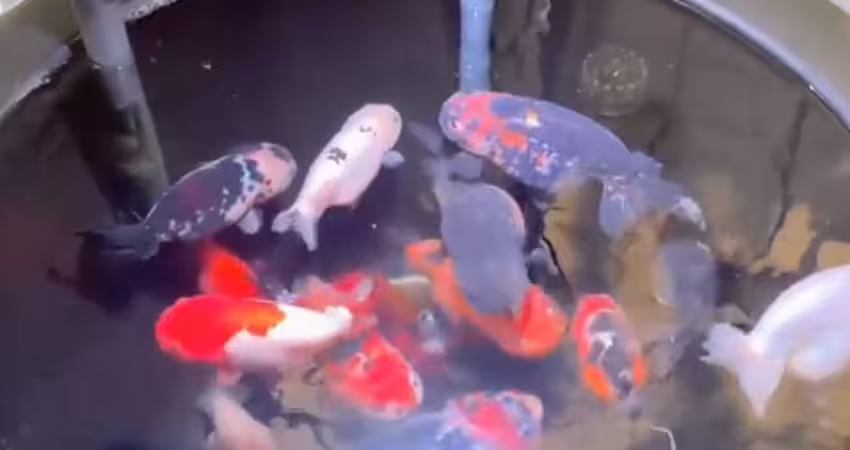 延長線掉進金魚缸！主人伸手一摸　腦袋瞬間空白