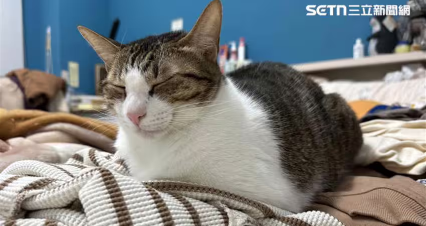 愛貓人千萬別踩雷…飼主都會犯！喵皇理想床伴「這4種人」資格不符
