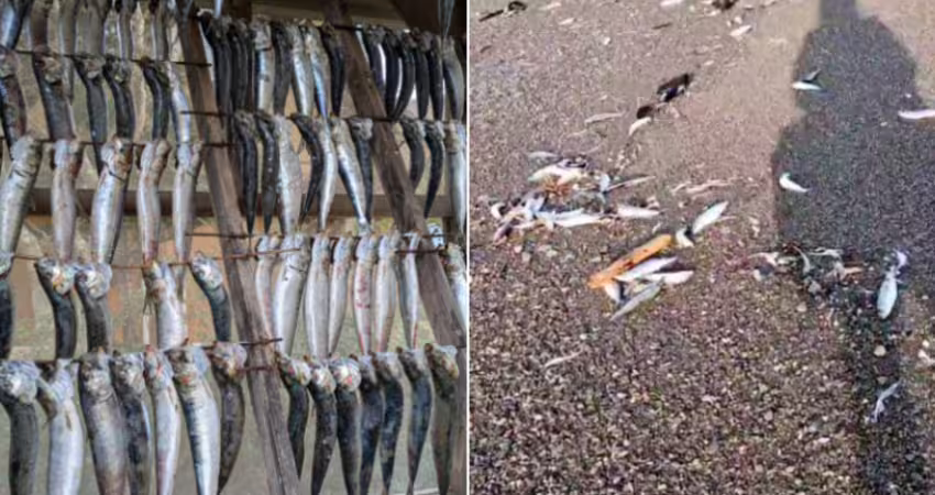 大地震前兆？北海道「上千條沙丁魚擱淺」沙灘　驚悚畫面曝光