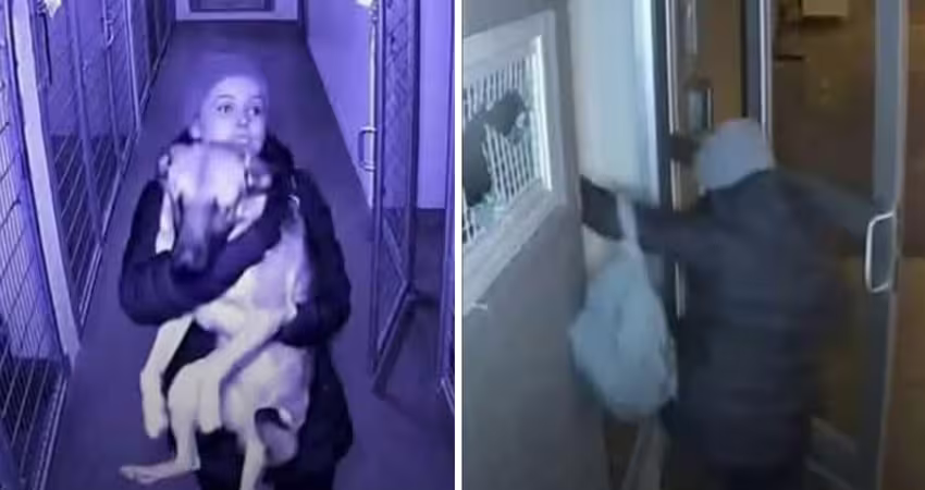 差幾小時就被安樂！愛犬遭前男友遺棄　女子「闖收容所偷狗」獲判無罪