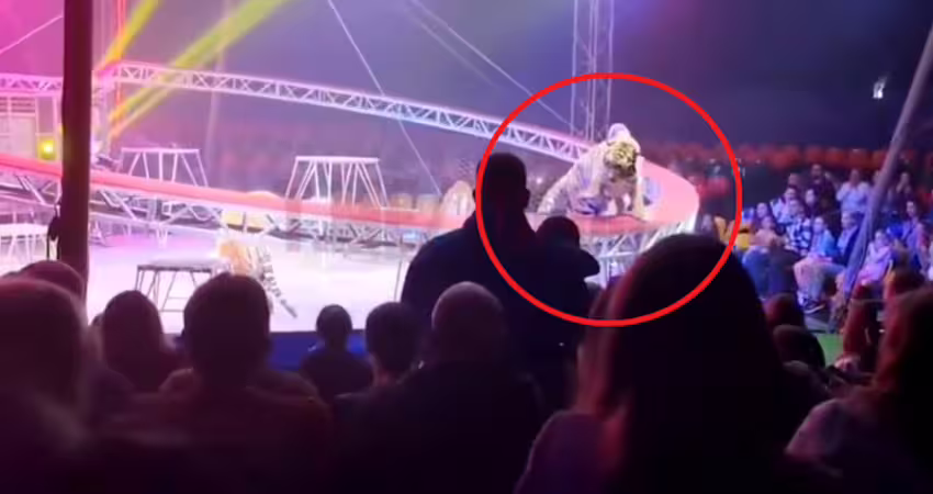 表演一半護欄倒塌！「老虎衝進觀眾席」全場嚇瘋　馬戲團團長回應了