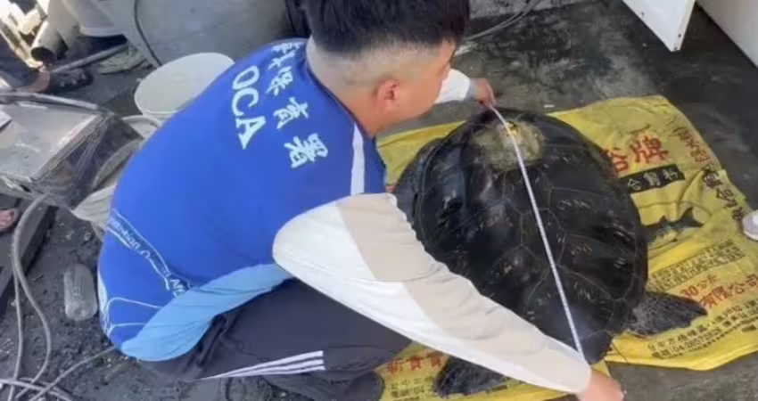 海龜擱淺彰化「背上竟有中國追蹤器」　真正原因曝光