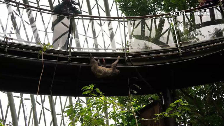 獨家／動物園「天降樹獺」砸人！遊客還原事發當下：沒想過是樹獺