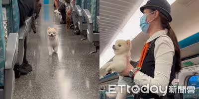 飼主睡著！博美「高鐵車廂逛大街」車長逮補　網萌爆：罰嚕10下