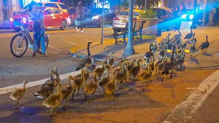 Família de 60 gansos-do-Canadá passeia pelas ruas de Jersey City. Fotos: Reprodução Reddit r/jerseycity Família de 60 gansos-do-Canadá passeia pelas ruas de Jersey City. Fotos: Reprodução Reddit r/jerseycity