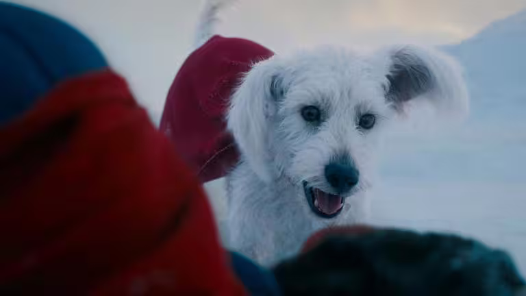 《超人》愛犬氪普托相當搶鏡。(圖/華納兄弟提供) 《超人》愛犬氪普托相當搶鏡。(圖/華納兄弟提供)