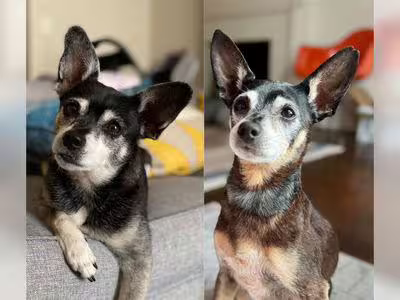 老犬去世家人領養「一模一樣複製狗」　驗DNA超驚喜：牠們是父子