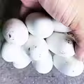 撿到一串「黏起來的蛋」　他興奮想加菜！內行急勸：快搬家
