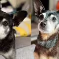 老犬去世家人領養「一模一樣複製狗」 驗DNA超驚喜：牠們是父子