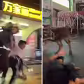 批發市場黃牛走失　路人被撞飛！肇事牛下場曝