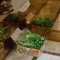 鄰居在電梯大方分享「老家種的香菜」　他問：該拿嗎？網一看秒搖頭