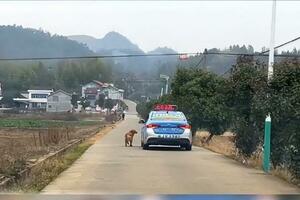 主人去外地打工，狗狗追車幾公里相送，結局讓人覺得淚目