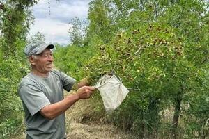 酸棗仁價格漲至千元以上，臨床已調整用量